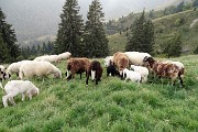 85 Le greggi di Alessandro al pascolo